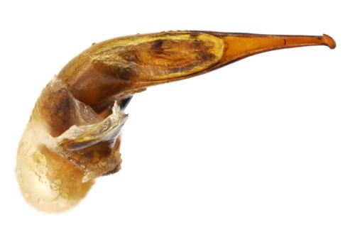 Harpalus laevipes